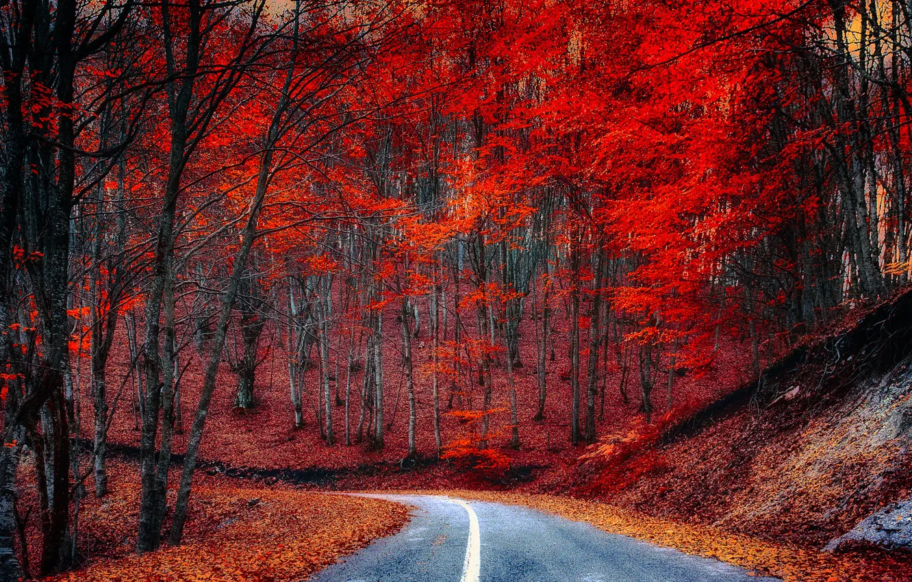 Photo wallpaper road, autumn, forest, leaves, trees, the crimson
