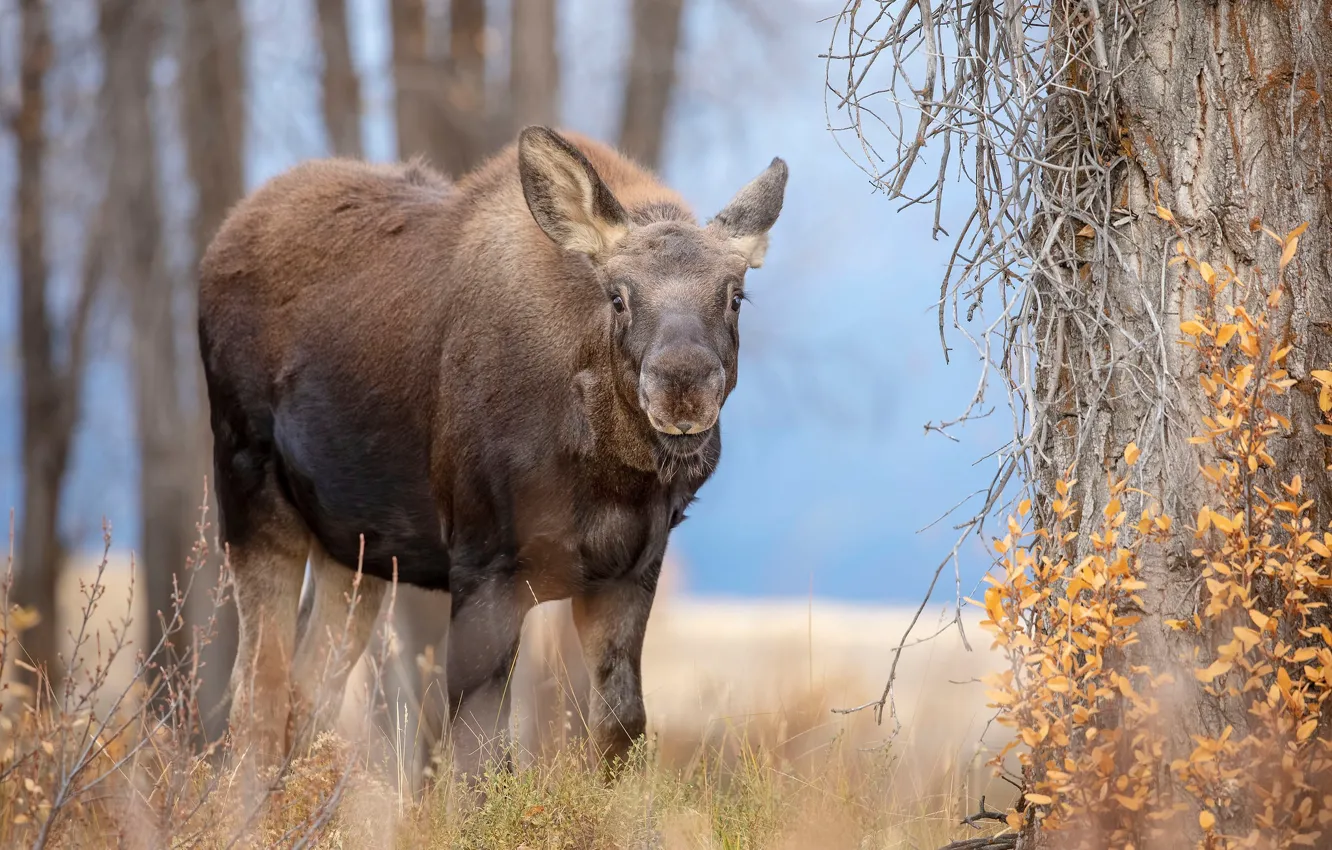 Photo wallpaper look, face, trees, branches, nature, moose, young, calf