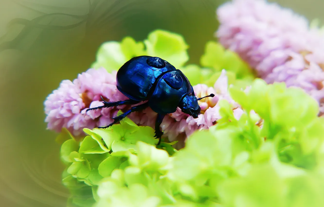 Photo wallpaper summer, drops, macro, flowers, blue, background, beetle, blur
