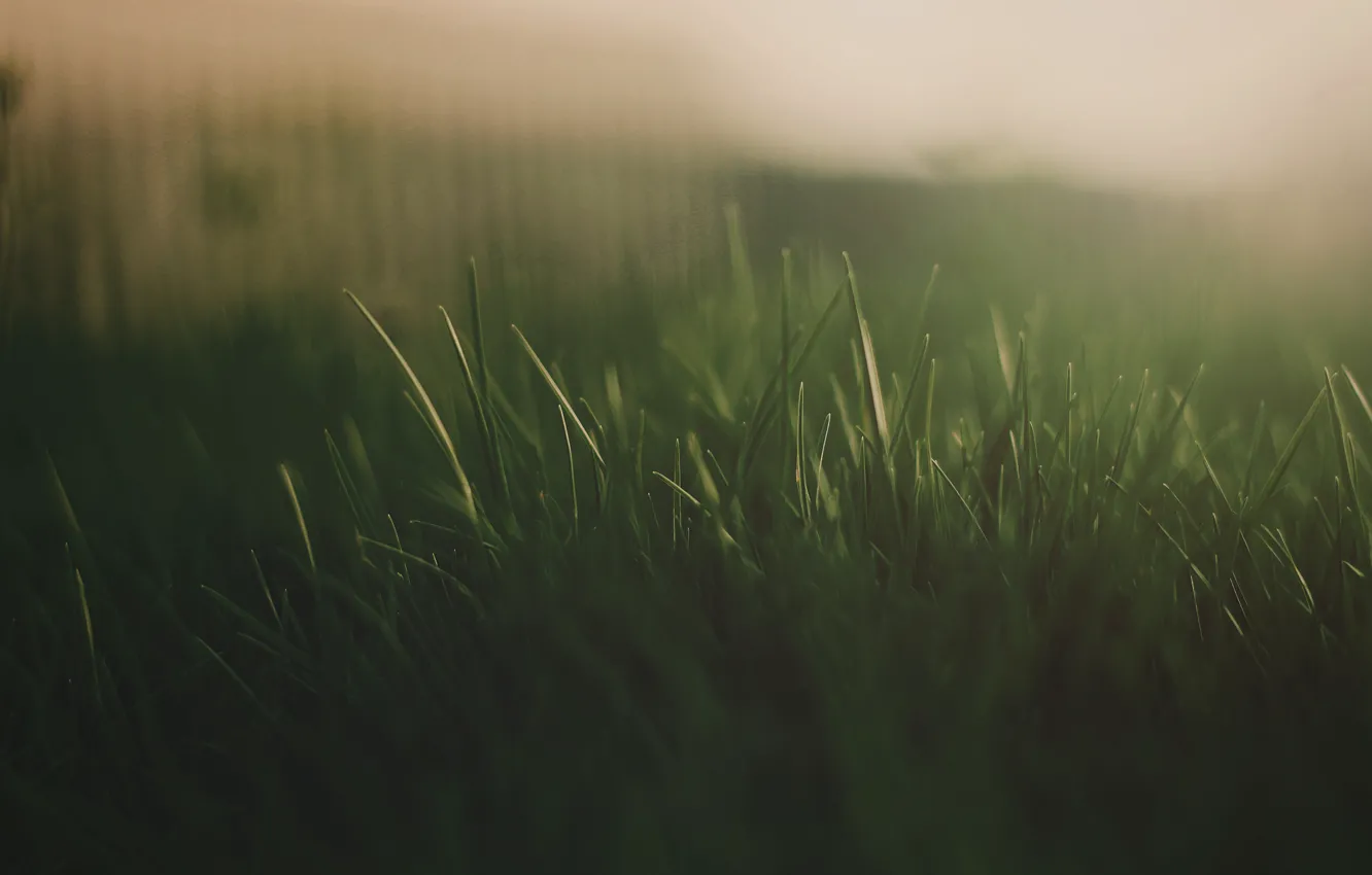 Photo wallpaper grass, macro, light, green, sweet