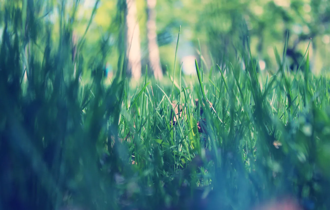 Photo wallpaper grass, macro, Park, spring, morning, green