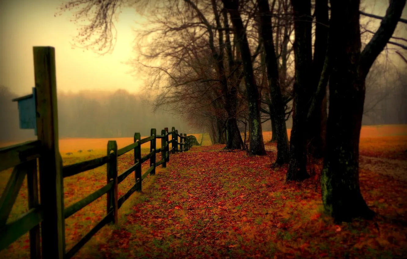Photo wallpaper road, field, autumn, forest, leaves, trees, nature, colors