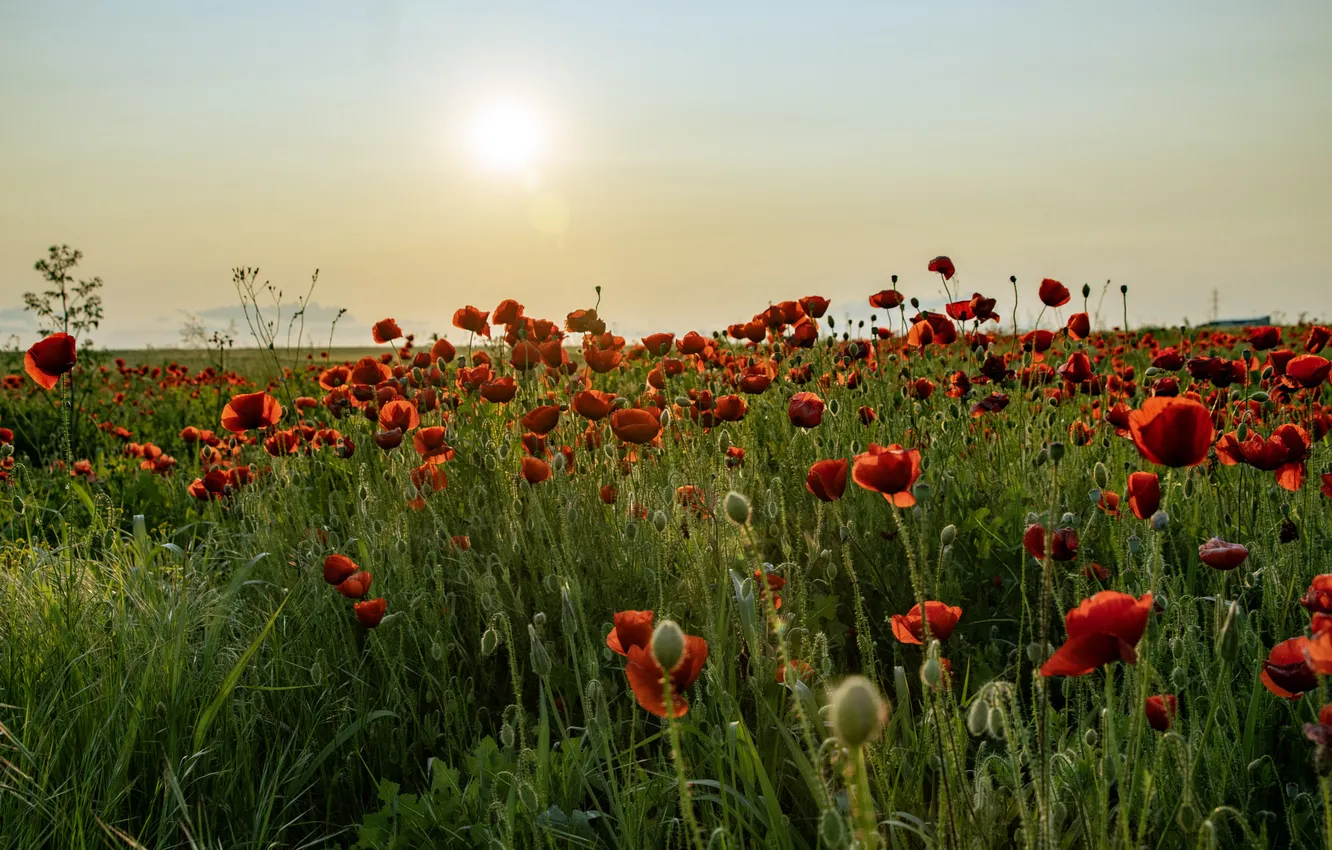 Photo wallpaper greens, field, summer, the sky, the sun, landscape, flowers, red