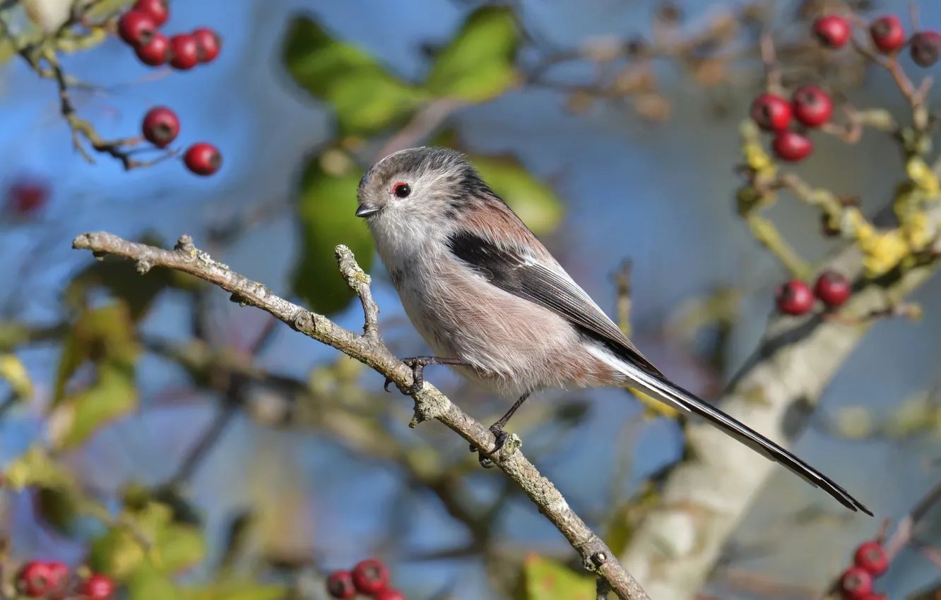 Photo wallpaper branches, nature, berries, tree, bird, long-tailed tit