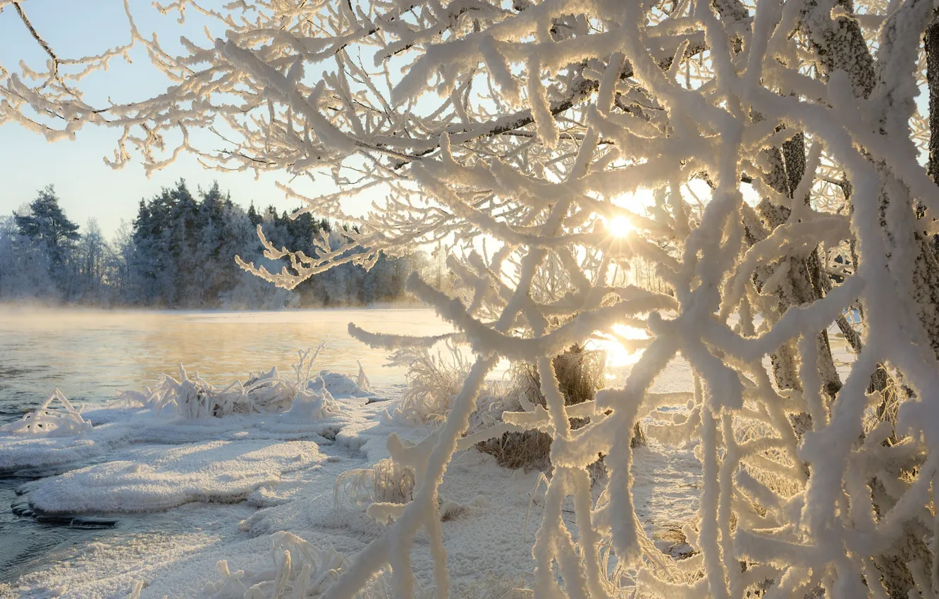 Photo wallpaper winter, frost, the sun, light, branches, nature