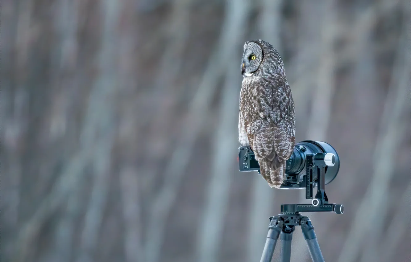 Photo wallpaper background, owl, bokeh, the camera, bird, owl