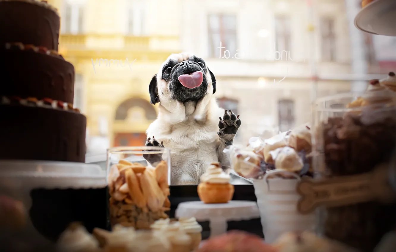 Photo wallpaper dog, cake, showcase