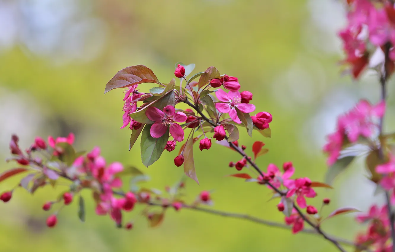 Photo wallpaper fresh, macro, cherry, spring