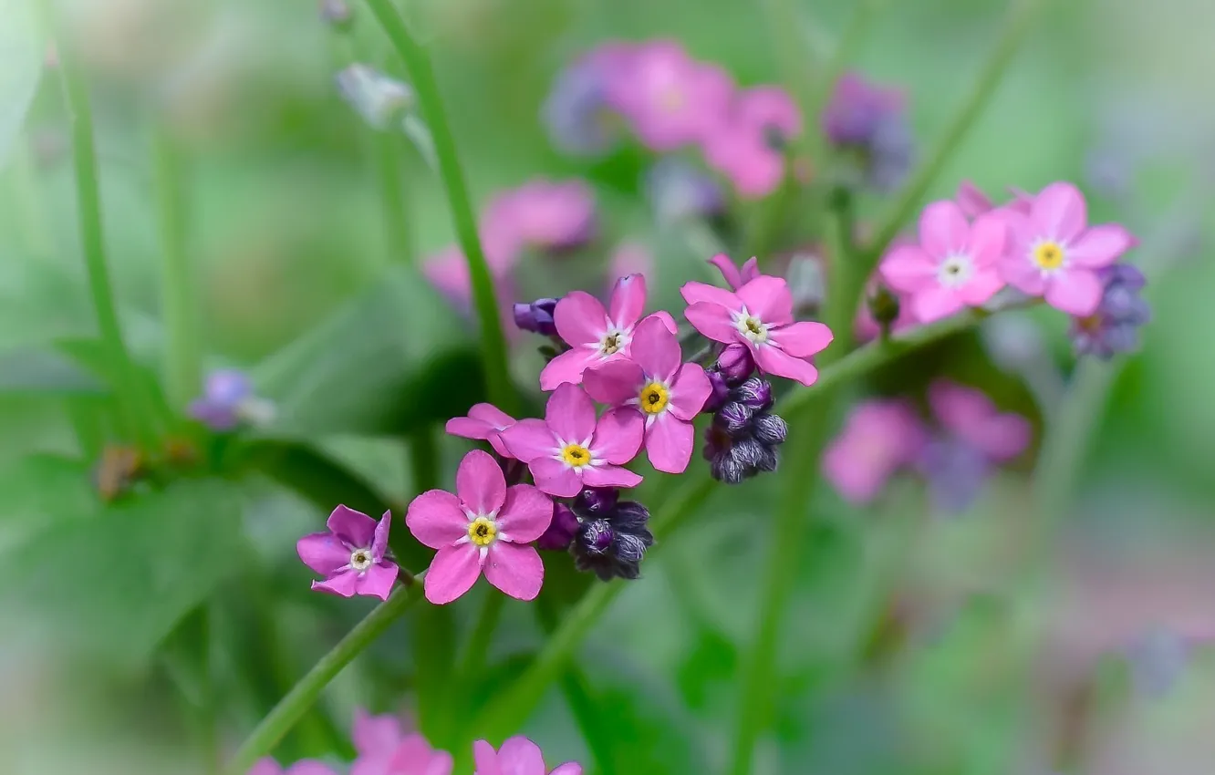 Photo wallpaper macro, flowers, pink, bokeh, forget-me-nots