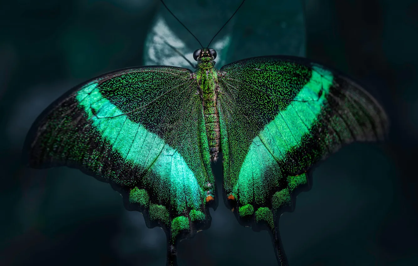 Photo wallpaper leaves, the dark background, microsemi, wings, Butterfly, insect, beautiful, closeup