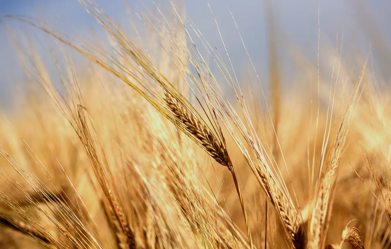 Photo wallpaper field, the sky, macro, yellow, spikelets