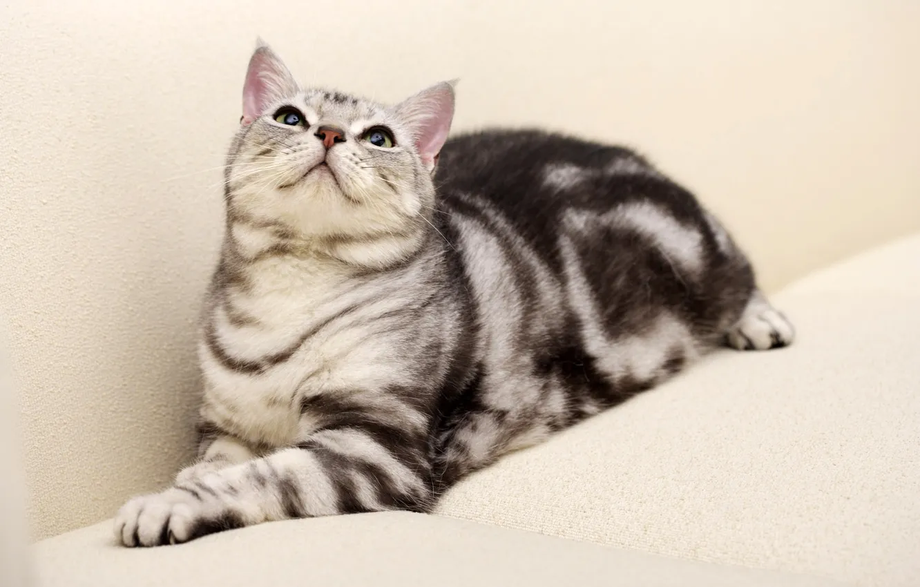 Photo wallpaper cat, cat, sofa, color Whiskas