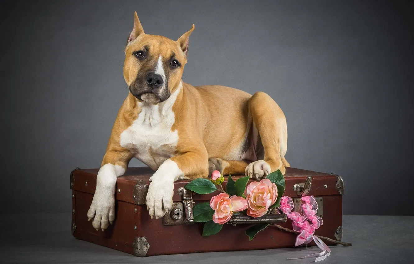 Photo wallpaper each, dog, suitcase, dog