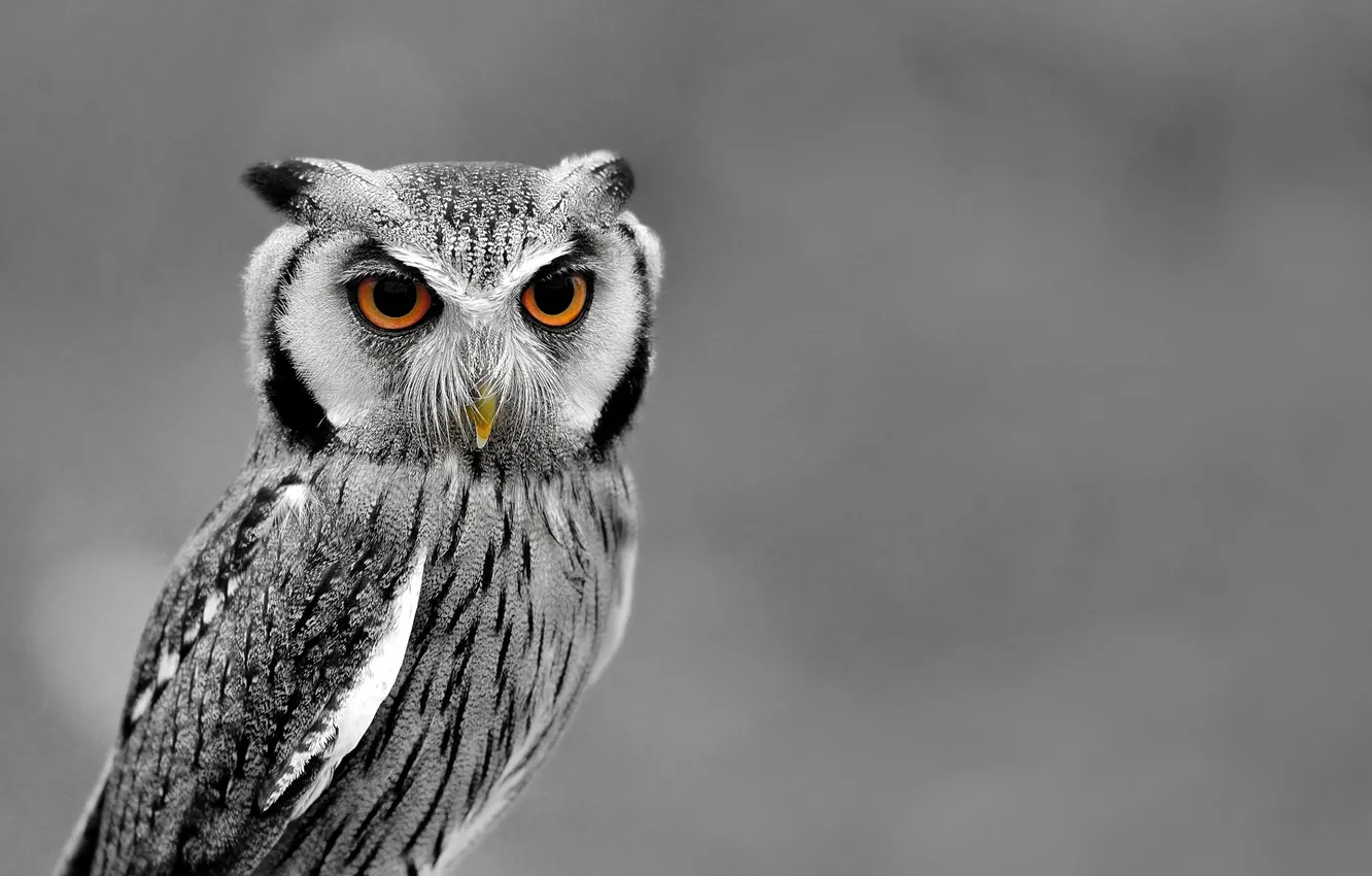 Photo wallpaper winter, nature, animal, owl, bird