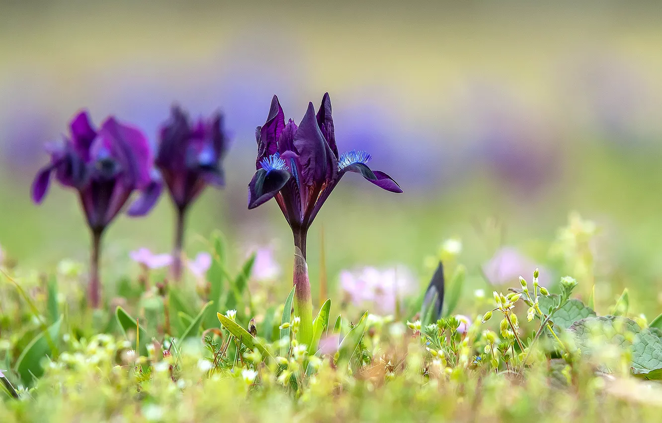 Photo wallpaper grass, flowers, purple, irises, bokeh