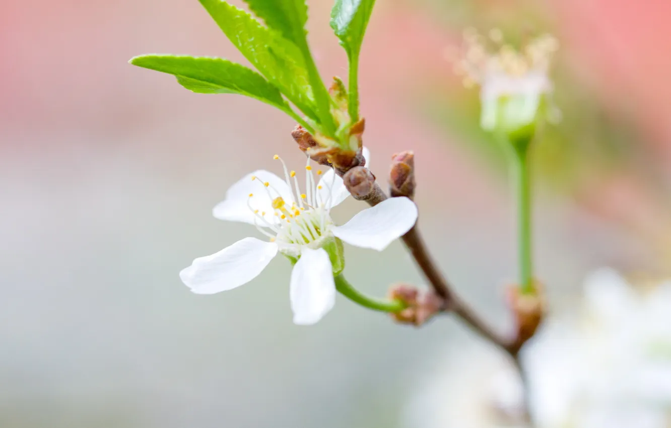 Photo wallpaper white, flower, leaves, macro, cherry, branch, spring, petals