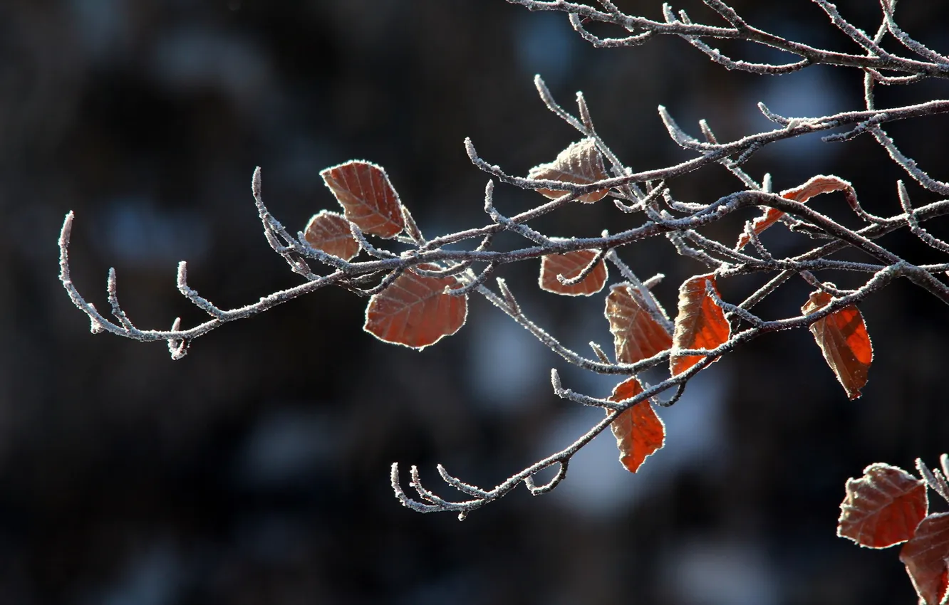 Photo wallpaper leaves, macro, branches, nature