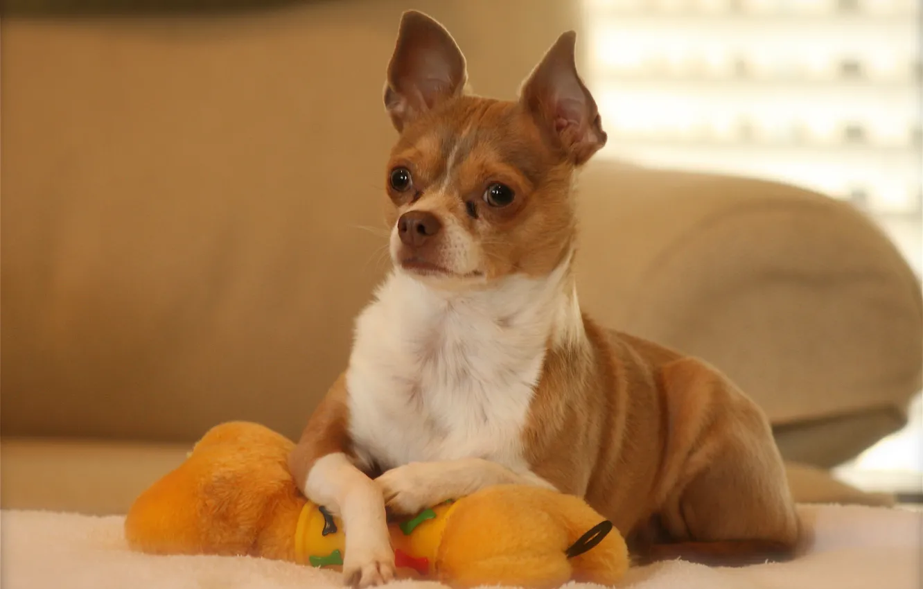 Photo wallpaper toy, dog, posing, Chihuahua