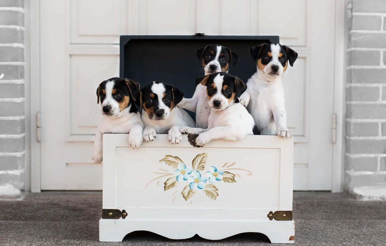 Photo wallpaper puppies, chest, Danish-Swedish farmdog