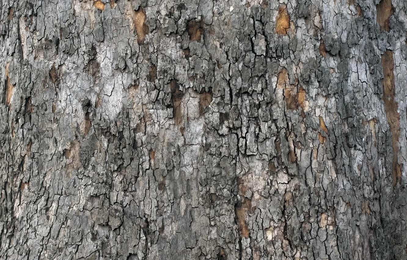Photo wallpaper tree, texture, bark