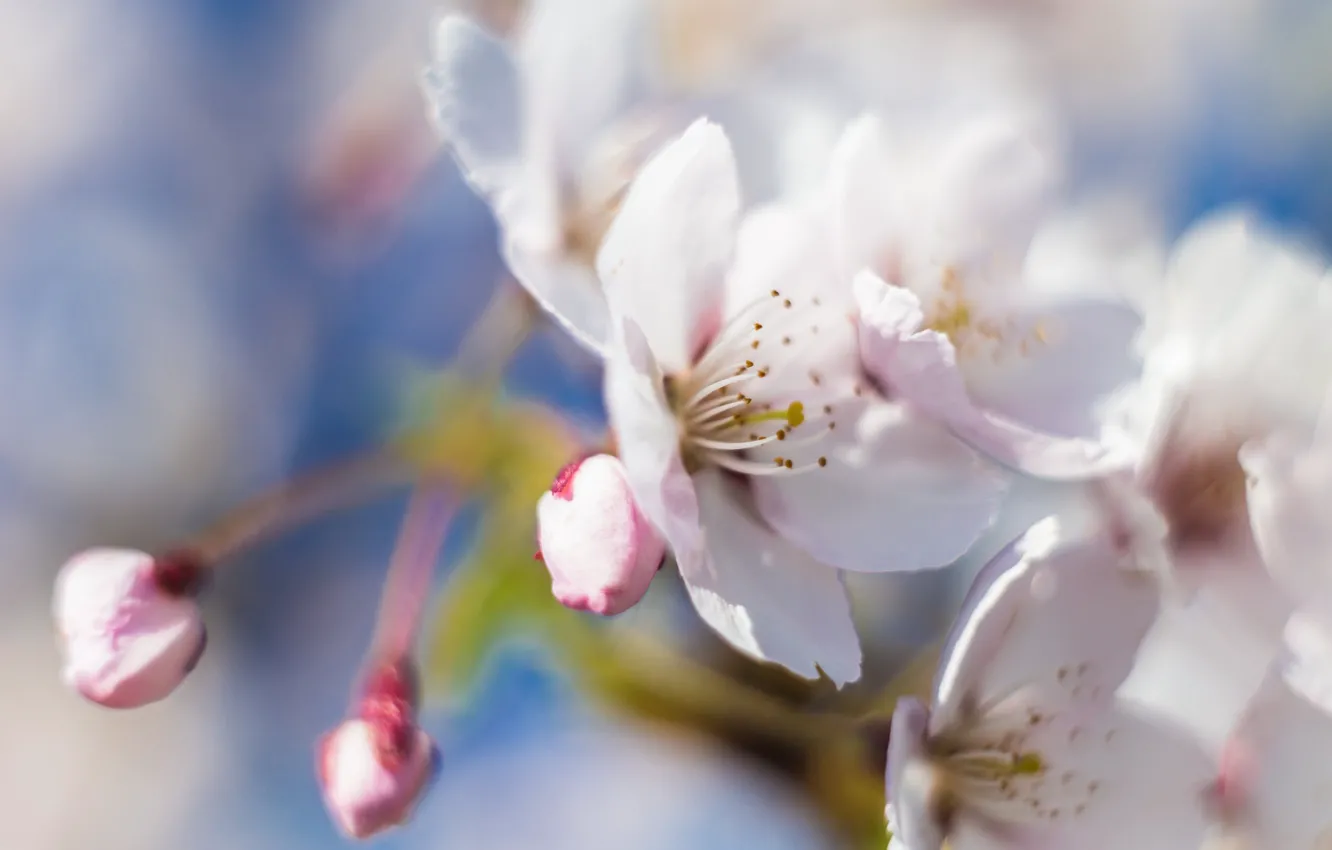 Photo wallpaper macro, trees, flowers, branches, nature, spring