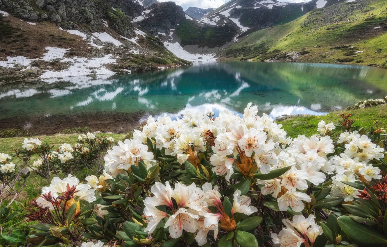 Photo wallpaper flowers, mountains, rhododendrons