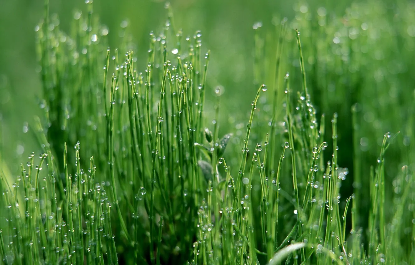 Photo wallpaper grass, drops, green