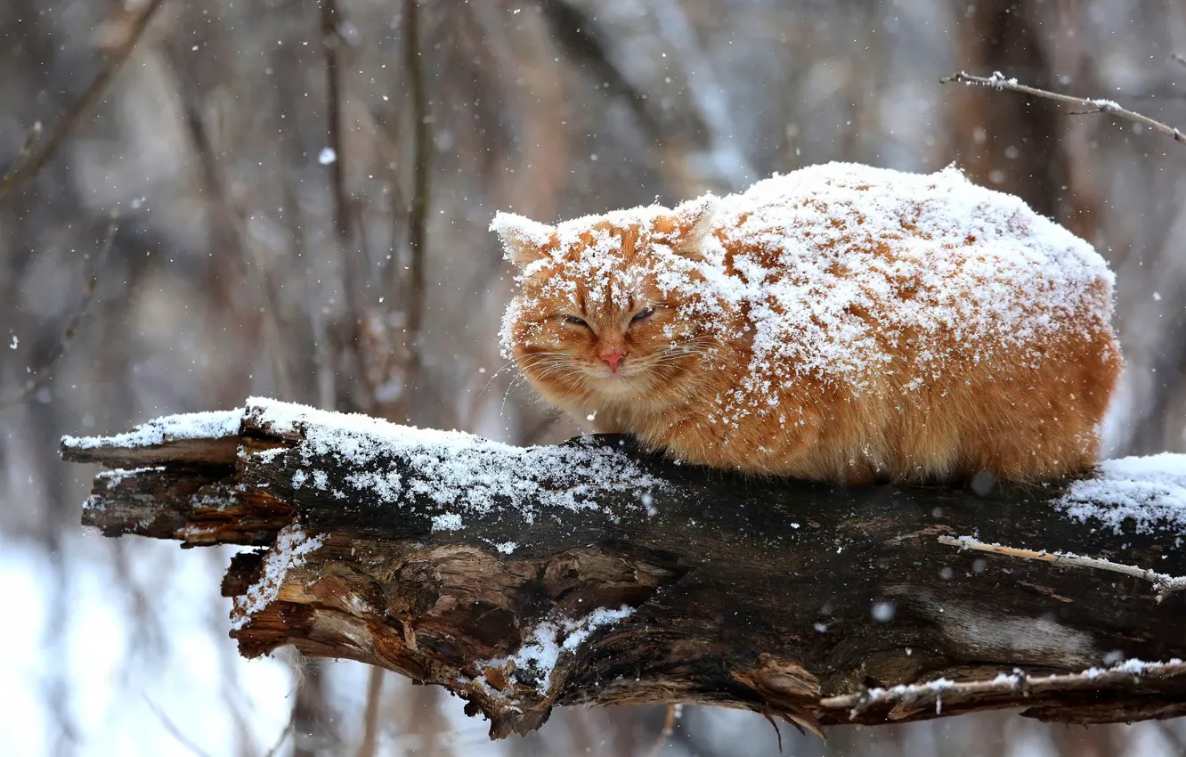 Photo wallpaper winter, cat, cat, look, snow, branches, nature, pose