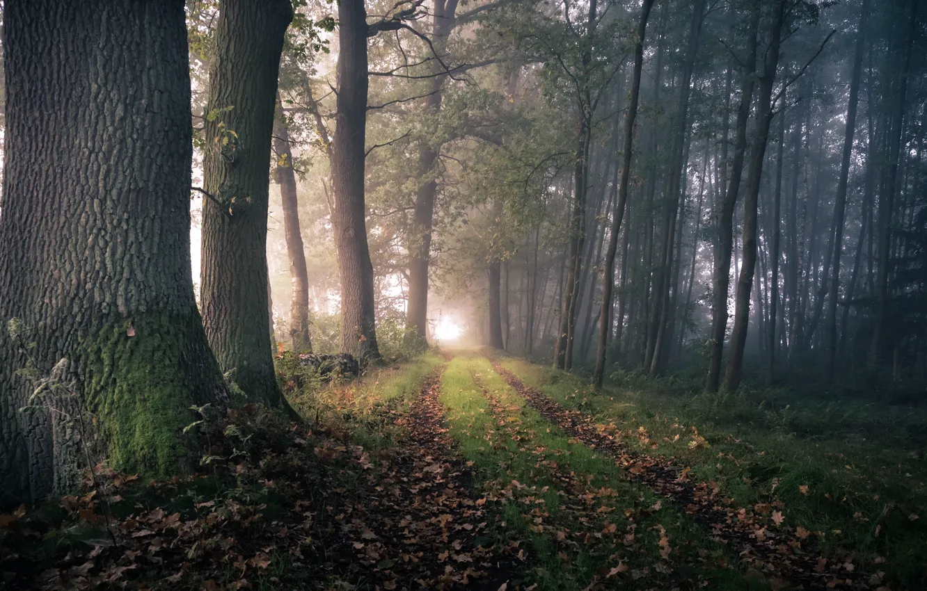 Photo wallpaper forest, fog, morning