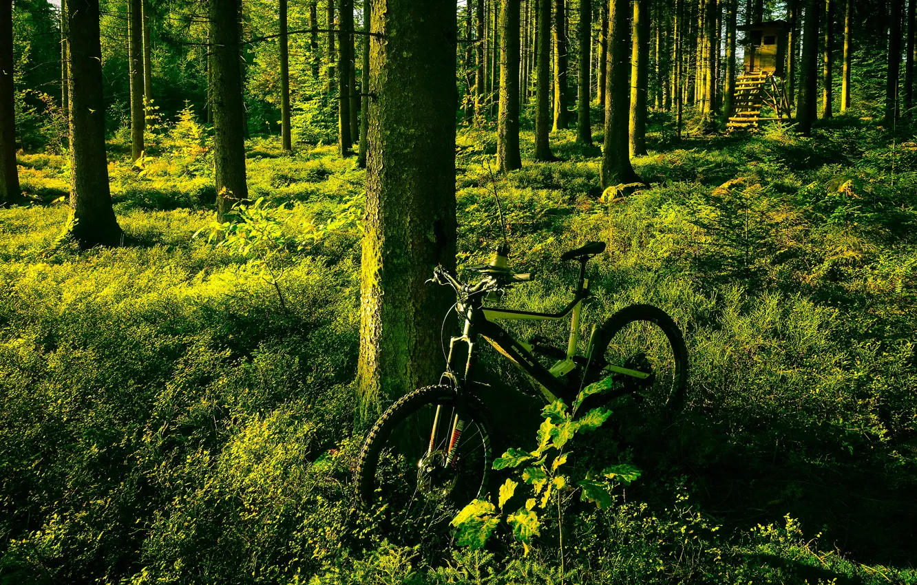 Photo wallpaper greens, forest, summer, light, trees, bike, pine, booth