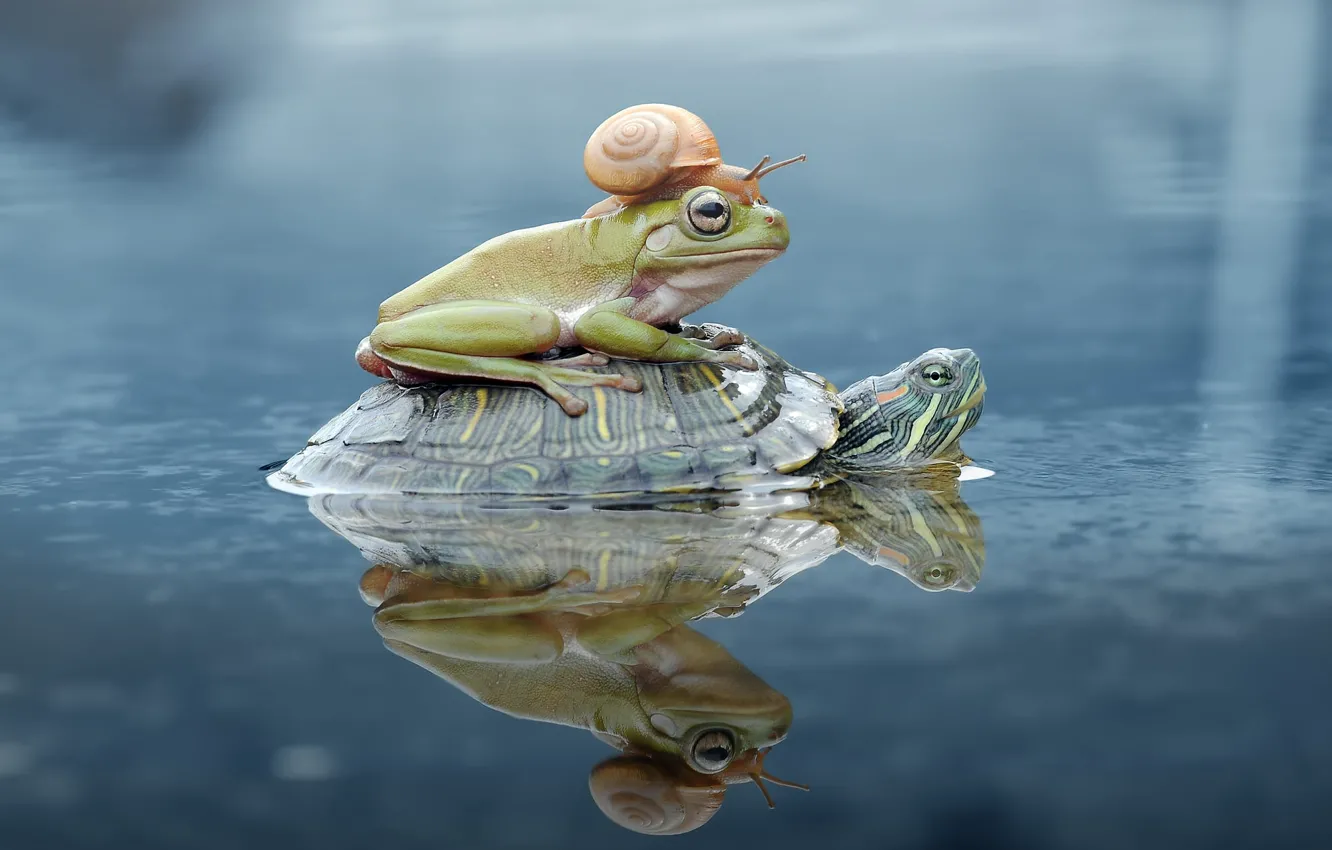 Photo wallpaper look, water, reflection, background, together, clam, frog, turtle