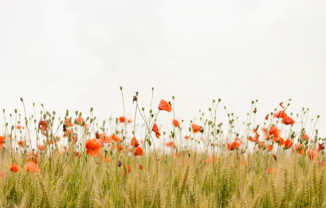 Photo wallpaper field, grass, flowers, Mac, Maki, flowers
