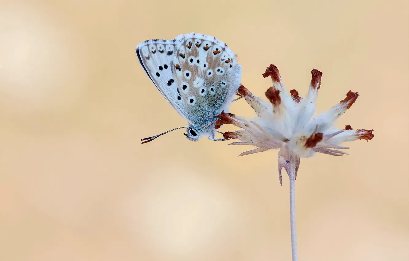 Photo wallpaper macro, flowers, background, butterfly