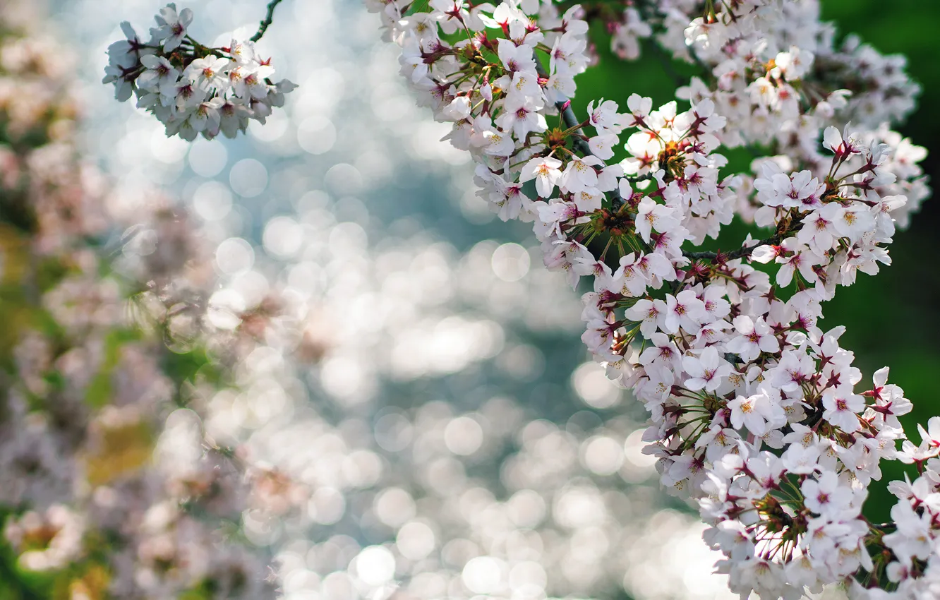 Photo wallpaper macro, flowers, branches, glare, spring