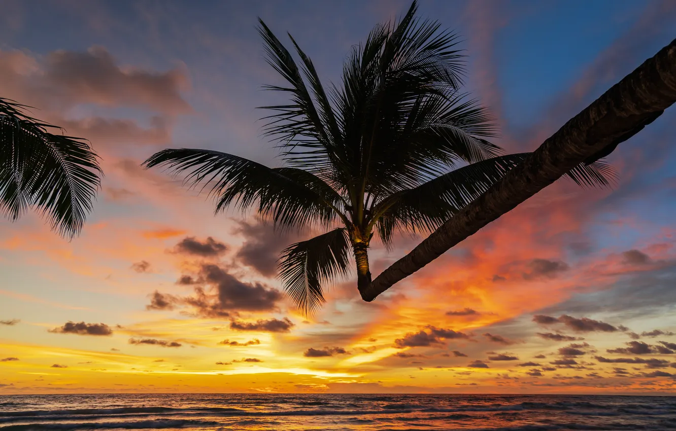 Photo wallpaper sea, beach, summer, the sky, palm trees, summer, beach, sea