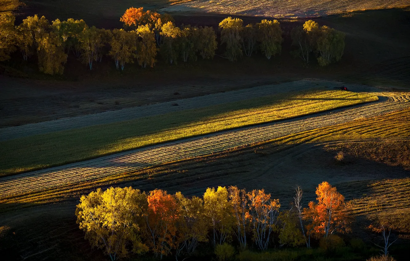 Photo wallpaper field, autumn, trees