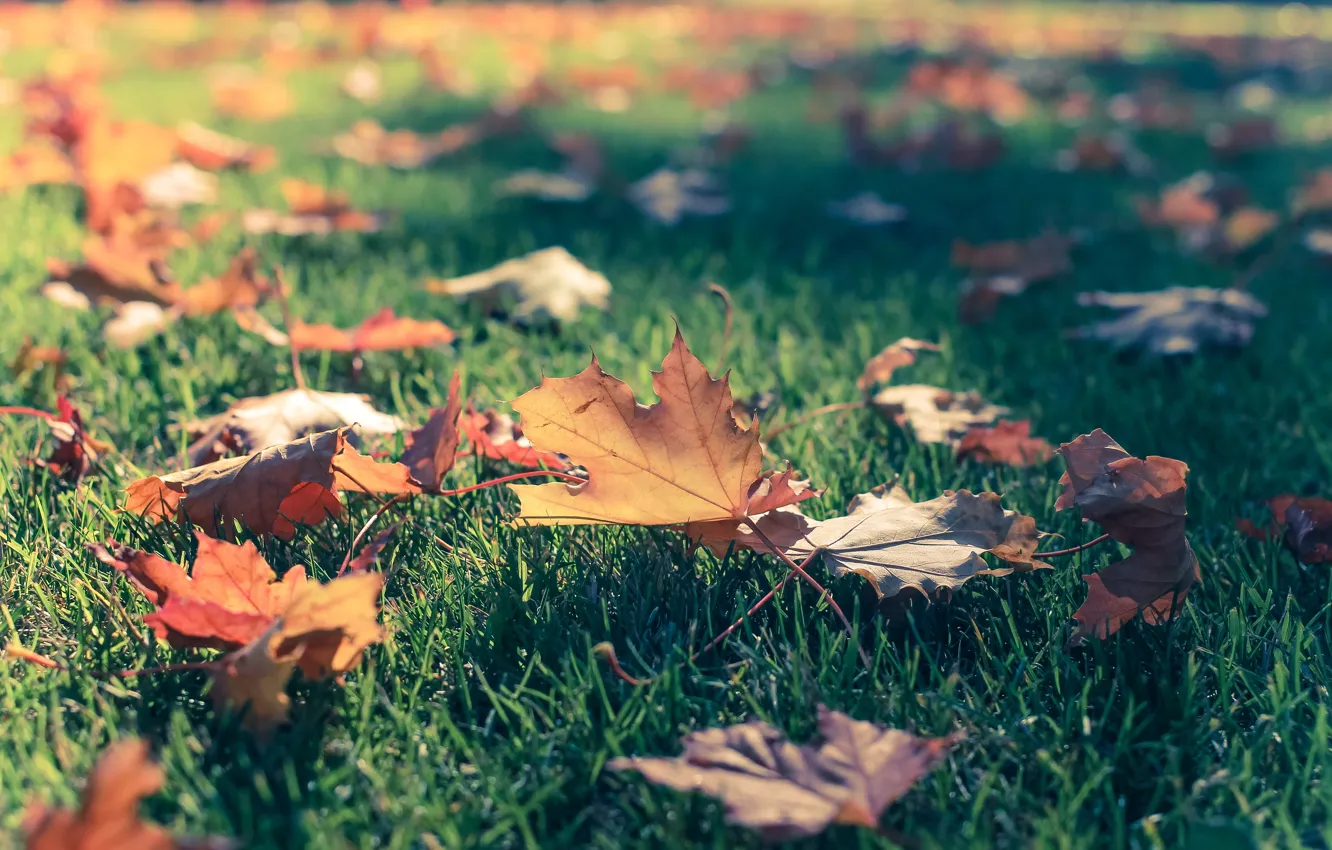 Photo wallpaper autumn, grass, leaves, maple, bokeh