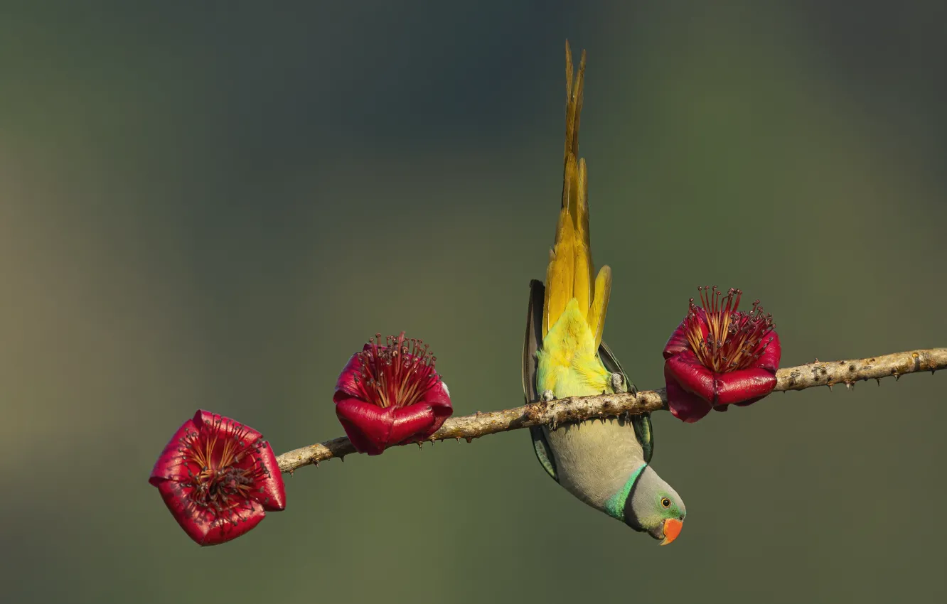 Photo wallpaper flowers, pose, background, bird, branch, parrot, red, charging