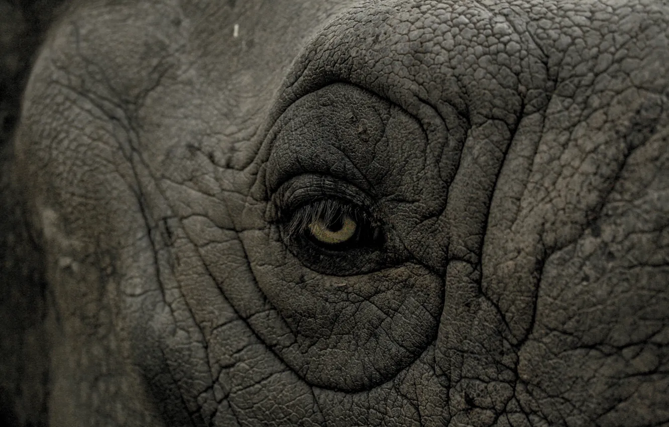 Photo wallpaper rhino, eye, wrinkles