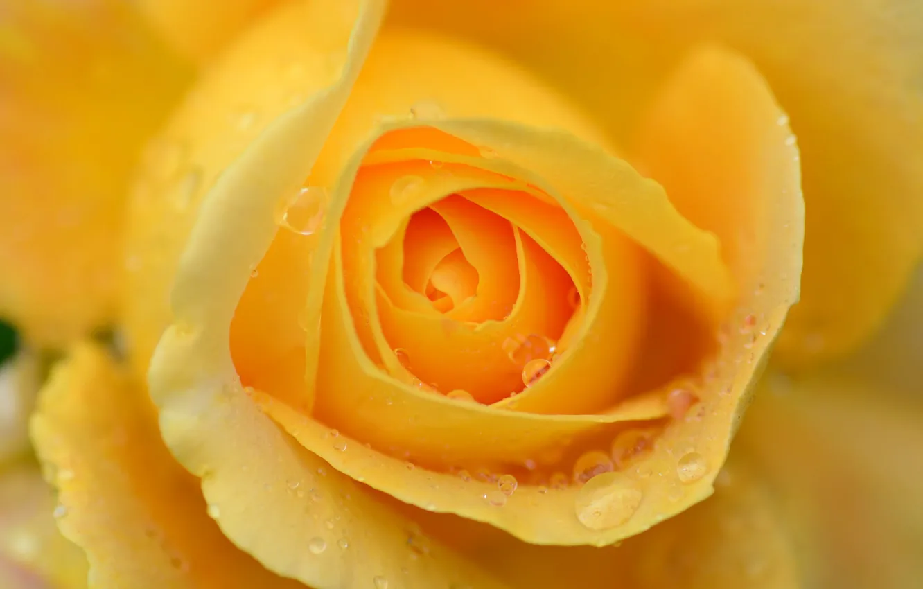 Photo wallpaper macro, yellow, roses, petals