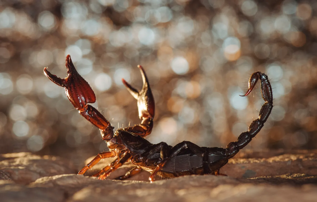 Photo wallpaper scorpion, calipers, defensive position