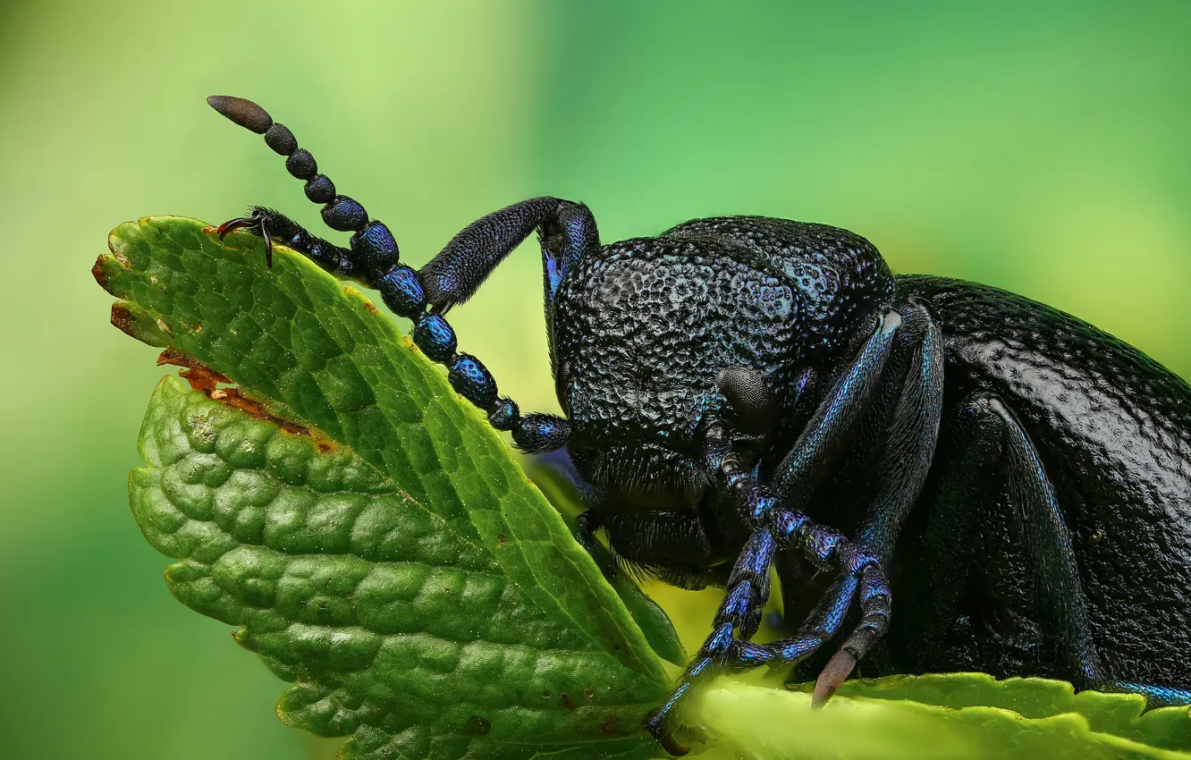 Photo wallpaper leaves, macro, beetle, Mike, insect, Shapovalov Andrey