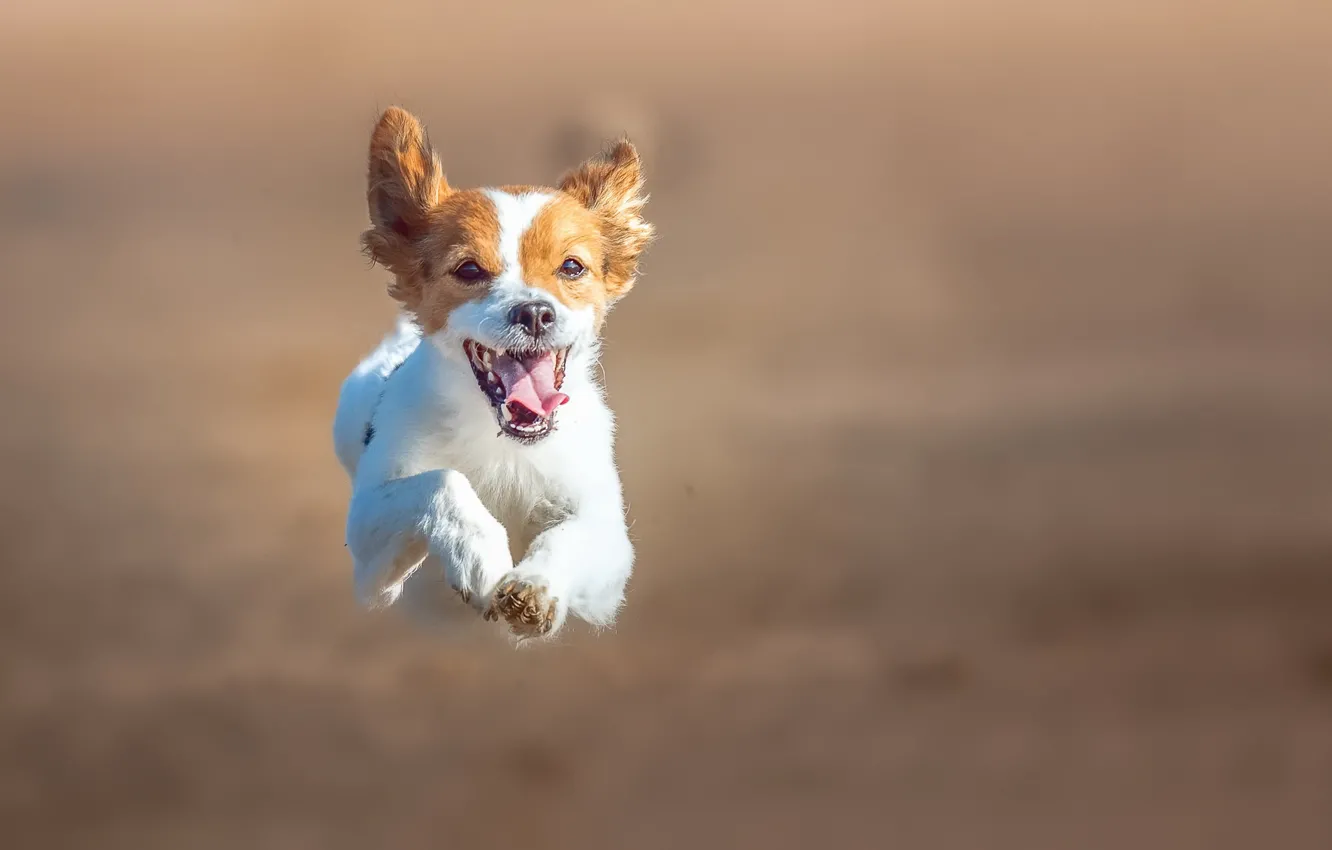 Photo wallpaper each, dog, running