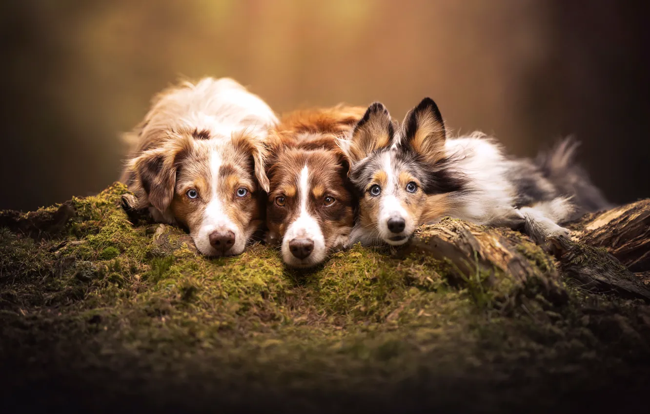 Photo wallpaper moss, dog, face, trio, Trinity