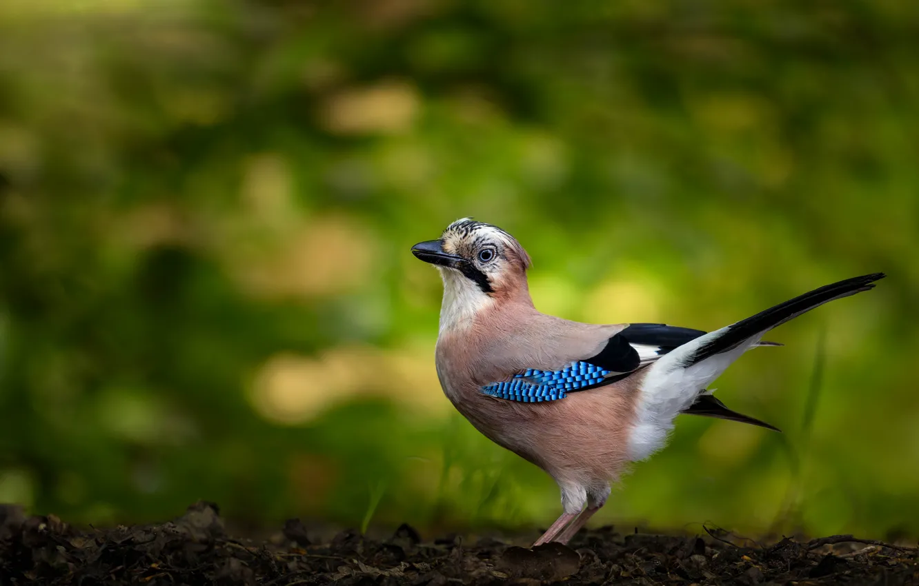 Photo wallpaper earth, bird, blurred background, Jay, the vranov family