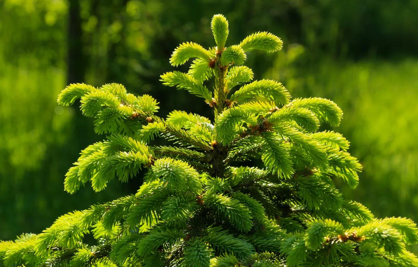 Photo wallpaper green, spruce, twigs