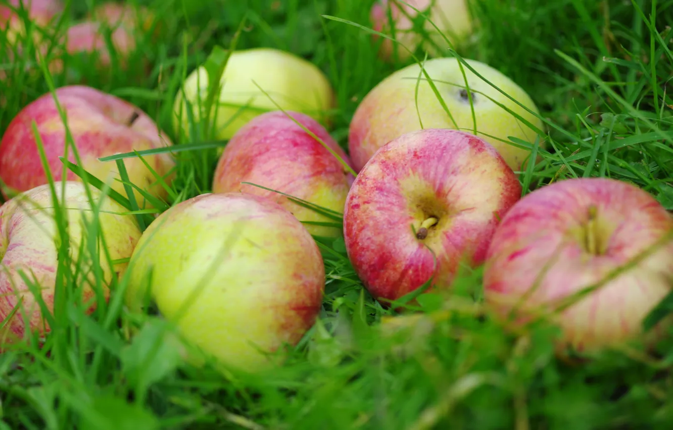 Photo wallpaper grass, apples, fruit