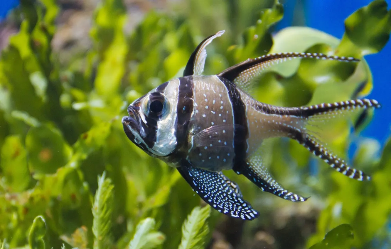 Photo wallpaper fish, algae, Tulle cardinal, Apogon Kauderni
