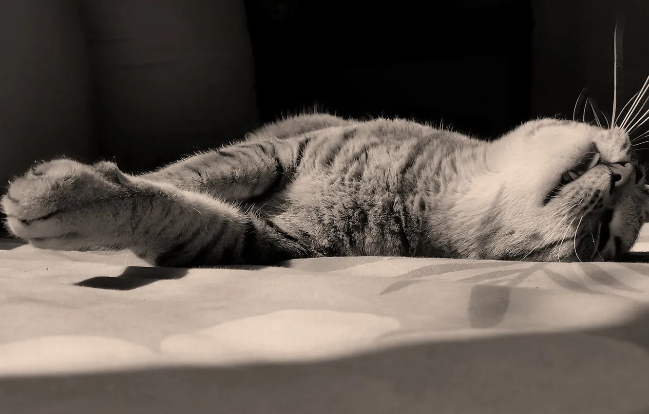 Photo wallpaper cat, mustache, stay, paw, lies