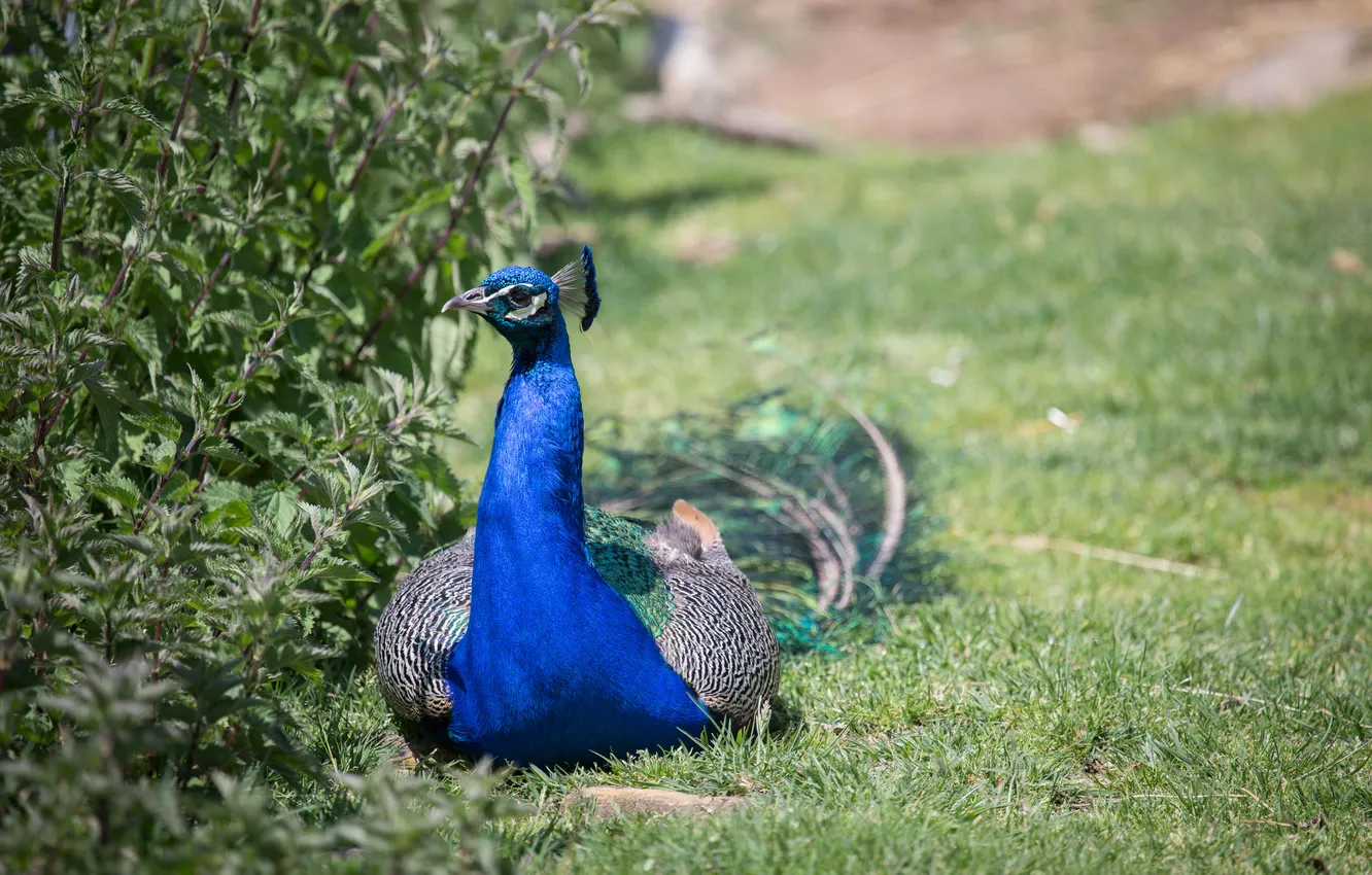 Photo wallpaper grass, stay, bird, peacock, nettle